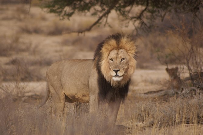 6 Day Private Guided Accommodated Namibian Loop - Day 2: Waterholes and wildlife across Etosha
