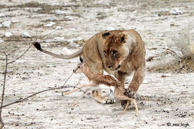 6 Day Sand, Sea & Etosha Budget Camping Safari - Day 3: Across the Namib to Swakopmund