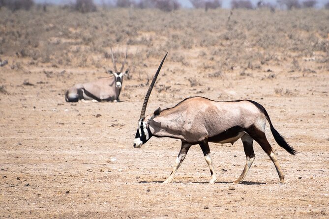 6- Day Wildlife, Oceans & Dunes - Day 1: Windhoek to Etosha and the first game drive