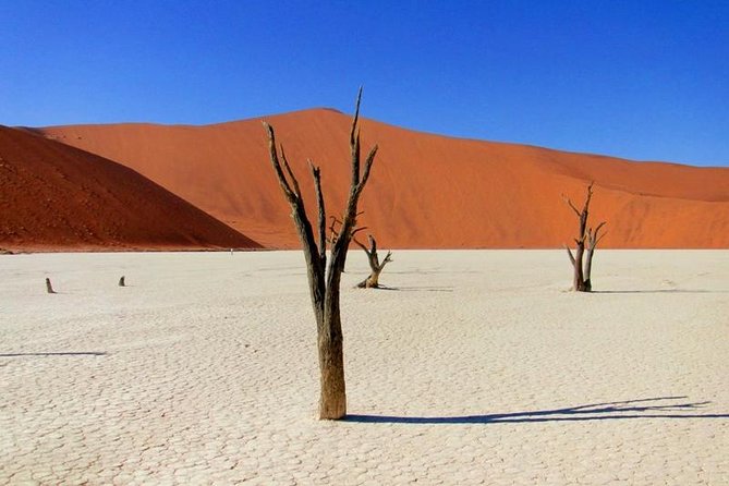7 Day - Kalahari TOP attractions - Quiver Tree Forest and Giant Playground