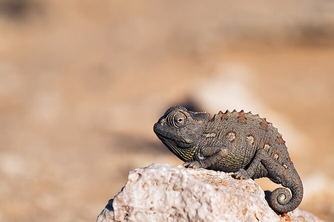 7 Day Northern Namibia and Skeleton Coast Camping Safari - Day 4: A thoughtful Himba encounter and Palmwag