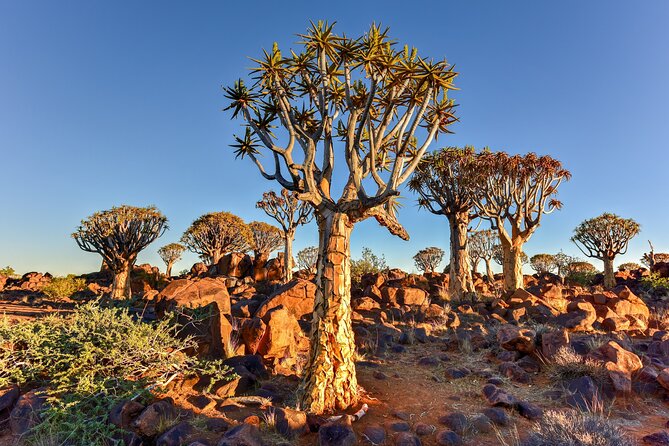 7 Day Southern Namibia and Sossusvlei Camping Safari - Day 5: Kolmanskop and the old diamond coast