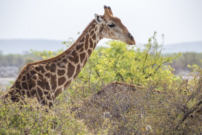 7 Day Taste of Namibia Lodging Safari - Day 4: Damaraland and the big-sky drive