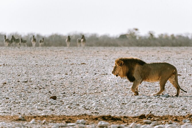 9 Day Canyons, Dunes & Wildlife Camping and Lodge Safari - Fish River Canyon and the Quiver Tree Forest
