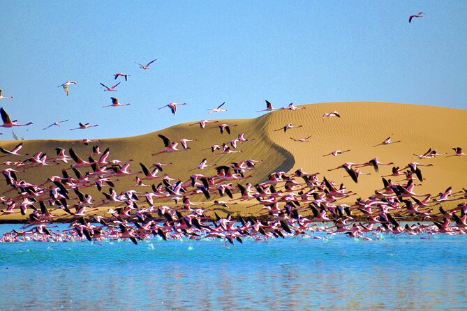 Birding Tours in Walvisbay and surrounds - Key points to know before booking