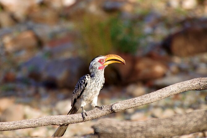 Birding Tours in Walvisbay and surrounds - Bird Paradise and the advantage of local eyes