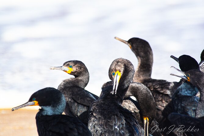 Birding Tours in Walvisbay and surrounds - Coffee, rusks, muffins, and a proper picnic