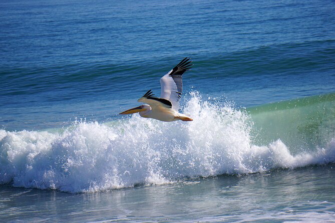 Birding Tours in Walvisbay and surrounds - What to bring for comfort and photography