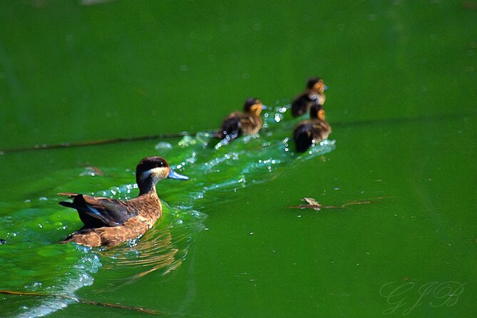 Birding Tours in Walvisbay and surrounds - Why a private tour may be worth $250
