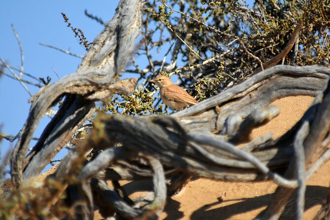 Birding Tours in Walvisbay and surrounds - What the 5 out of 5 feedback tells you