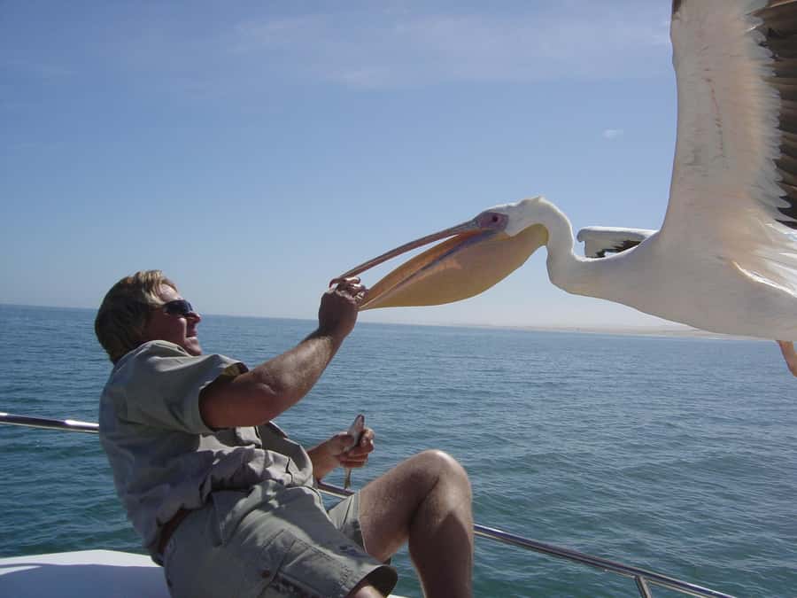 Catamaran Dolphin Cruise and Sandwich Harbour Tour - From Swakopmund to Walvis Bay