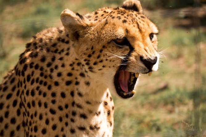 Discover the Routes of N/a’an ku sê. - The wildlife drive through the sanctuary