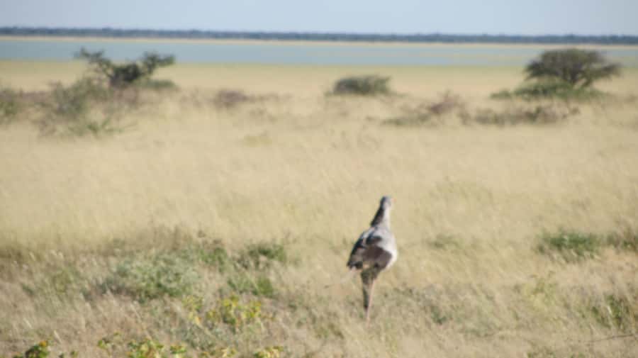 Dolphin & Seal cruise Sandwich harbour dune tour - Key points to know before booking