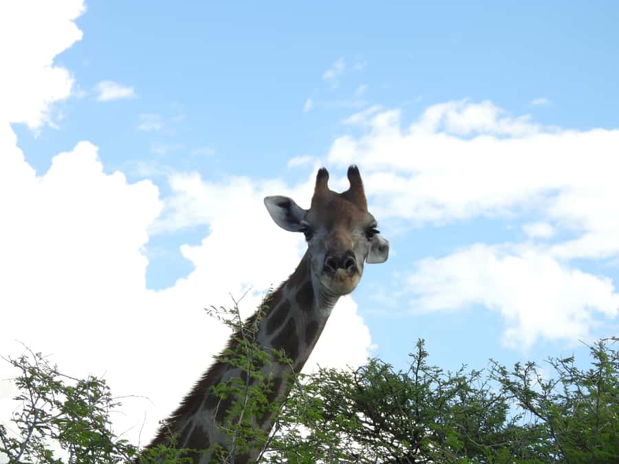 Elephant Adventure with Herson - a native of Damaraland - Key points at a glance