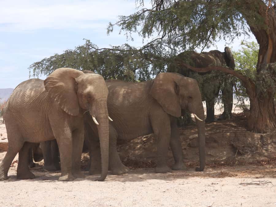 Elephant Adventure with Herson - a native of Damaraland - Meeting Herson beside Twyfelfontein