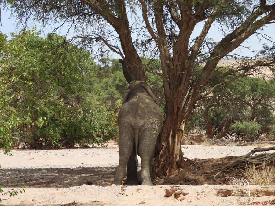 Elephant Adventure with Herson - a native of Damaraland - Tracking Damaraland’s desert elephants