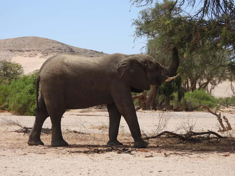 Elephant Adventure with Herson - a native of Damaraland - Giraffes, warthogs, birds, and smaller surprises