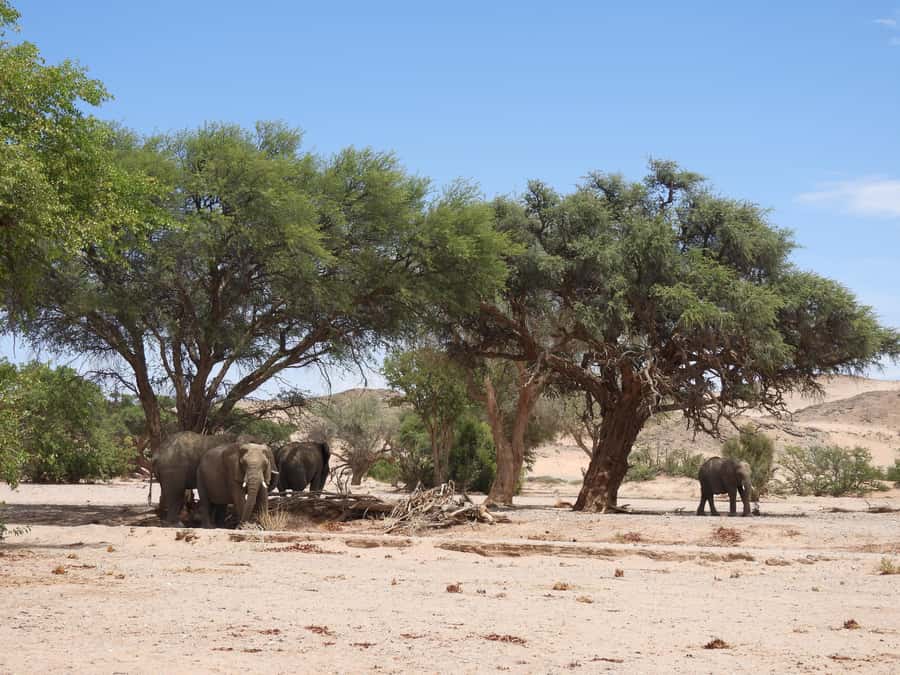 Elephant Adventure with Herson - a native of Damaraland - Driving the dry Twyfelfontein riverbed