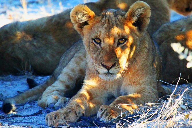 Etosha Express Safari 3 Days / 2 Nights - Key points before you book