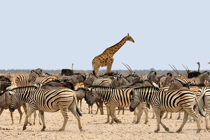 Etosha Express Safari 3 Days / 2 Nights - Day two: waterholes, salt pan, and early wildlife viewing
