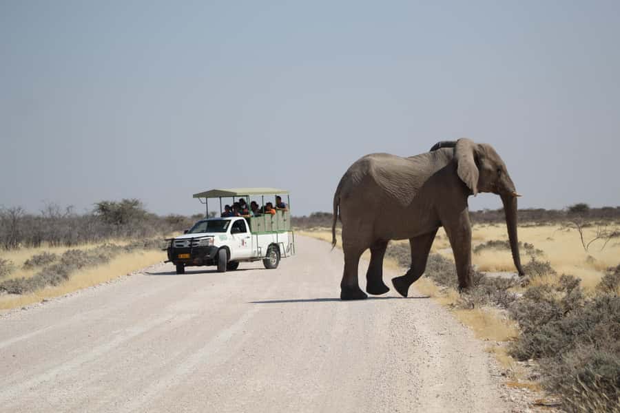 Etosha National Park: Full or Half-Day Game Drive - A route shaped by sightings, weather, and animal behavior