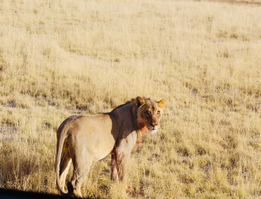Etosha National Park: Full or Half-Day Game Drive - The midday break gives you a useful reset