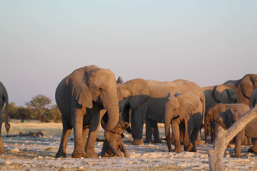Etosha National Park: Full or Half-Day Game Drive - Afternoon driving brings patience and more searching