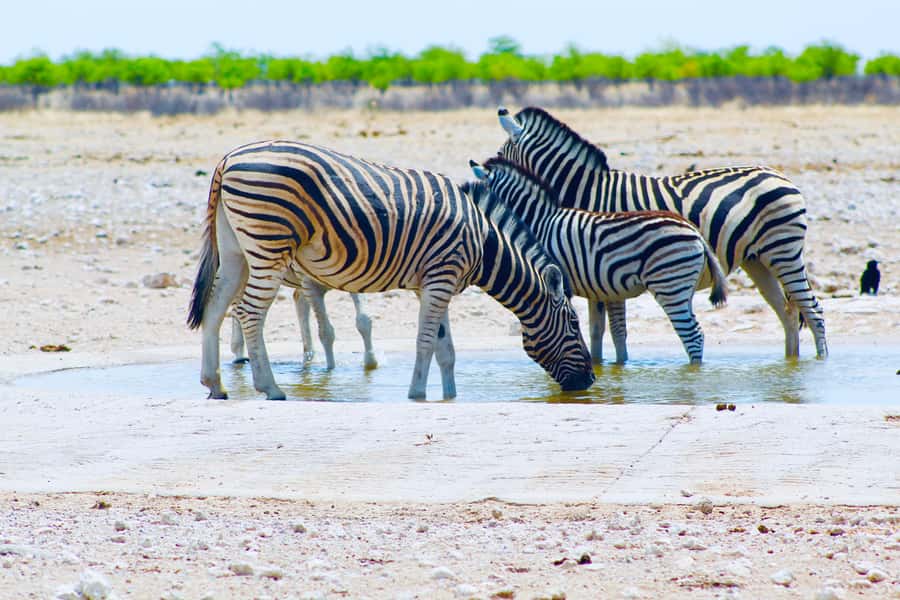 Etosha National Park: Full or Half-Day Game Drive - Full-day or half-day: choose by your priorities