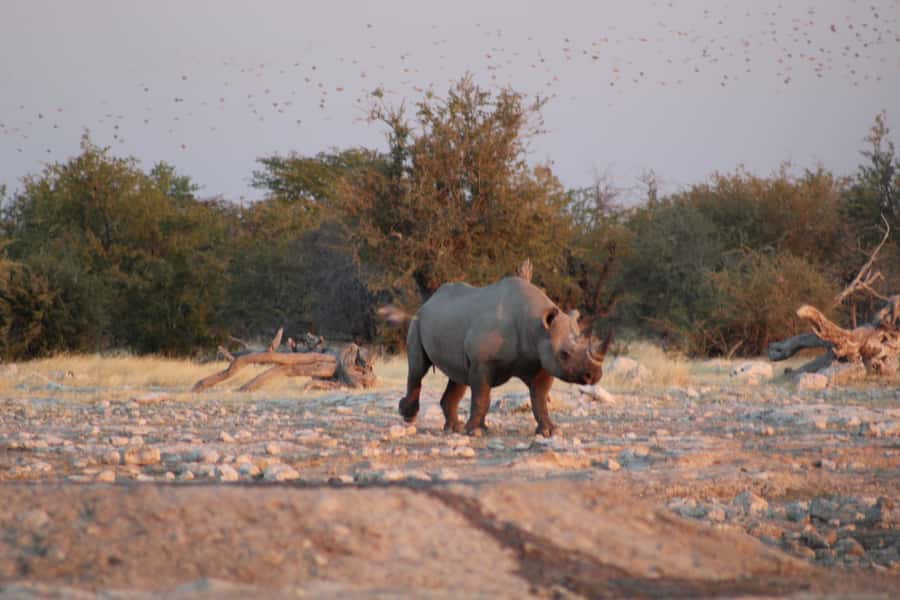 Etosha National Park: Full or Half-Day Game Drive - What the $123 price really covers