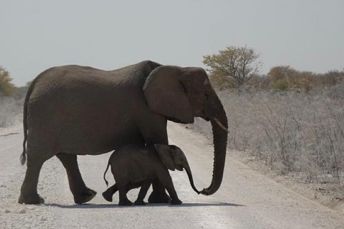 ETOSHA PARK SAFARI with local guides in 9-seater 4x4s - The Guides Make or Break the Day