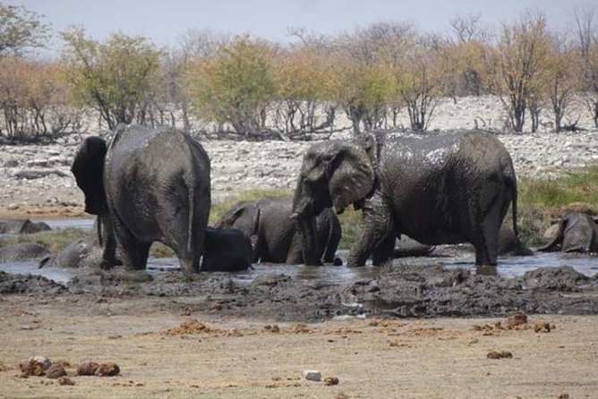 ETOSHA PARK SAFARI with local guides in 9-seater 4x4s - What the $127.95 Price Really Buys