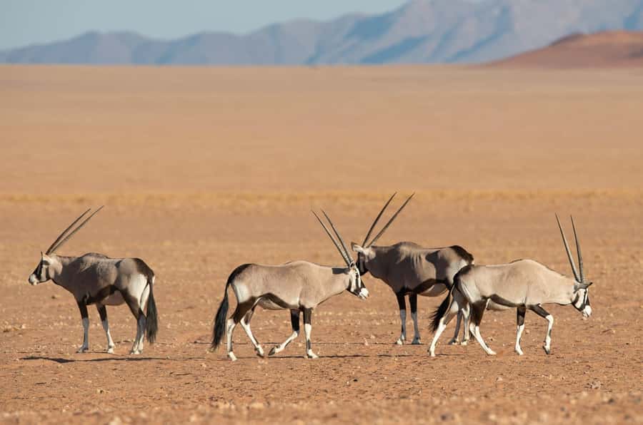 Etosha Private Safari Adventure (3 Days from Windhoek) - Key points to know before you book