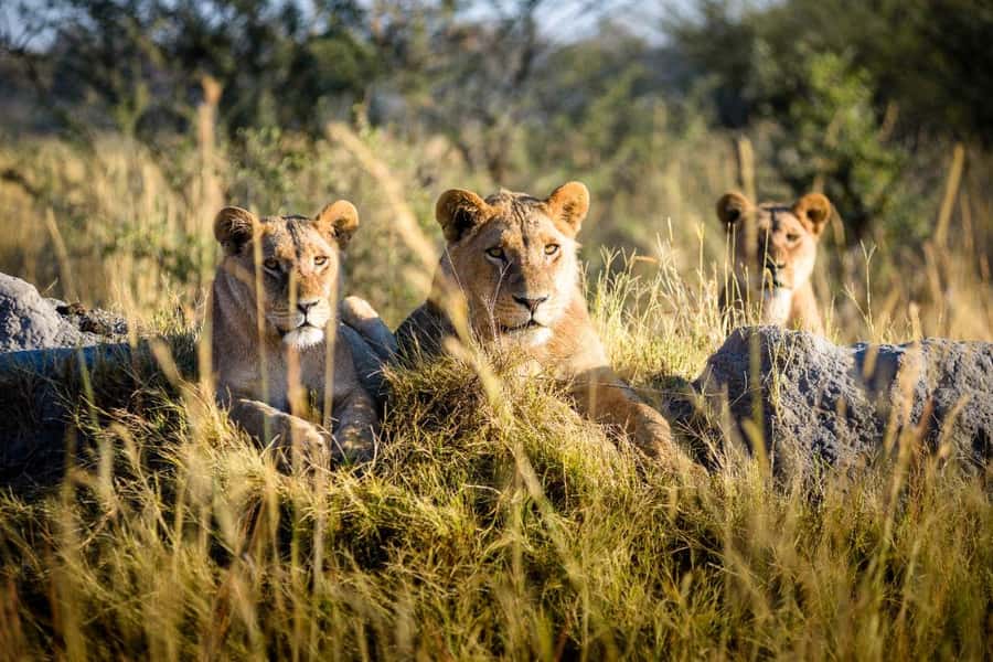 Etosha Private Safari Adventure (3 Days from Windhoek) - The open vehicle question matters