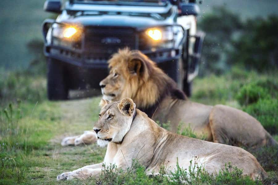 Etosha Private Safari Adventure (3 Days from Windhoek) - Day 3: One final drive, then back to Windhoek