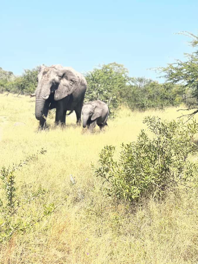 Etosha Private Safari Adventure (3 Days from Windhoek) - Day 1: The five to six hour road north