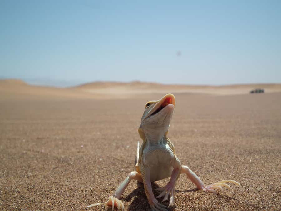 From Swakopmund: Living Dunes Experience - Key things to know before you book
