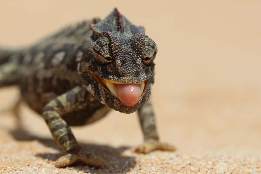 From Swakopmund: Living Dunes Experience - Searching for the Namib’s small five