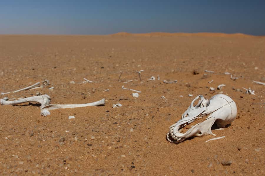 From Swakopmund: Living Dunes Experience - The final 15-minute ride adds a change of pace