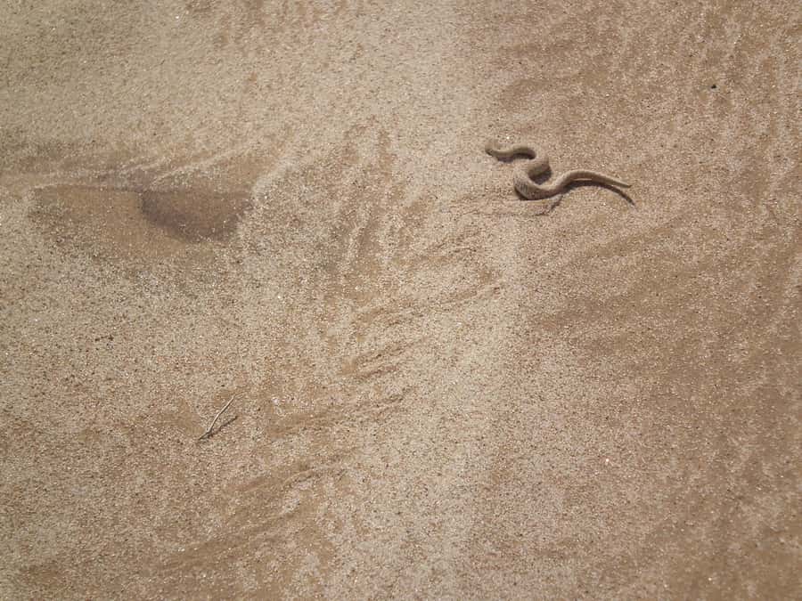 From Swakopmund: Living Dunes Experience - Comfort, clothing, and practical limits