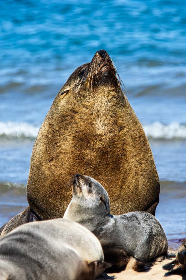 From Walvis Bay: Sandwich Harbour and Pelican Point Tour - Key Points Before You Book