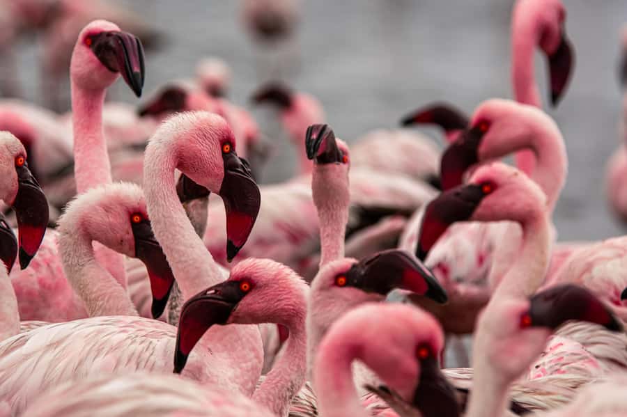 From Walvis Bay: Sandwich Harbour and Pelican Point Tour - The Pink Lakes and the Road Toward Sandwich Harbour