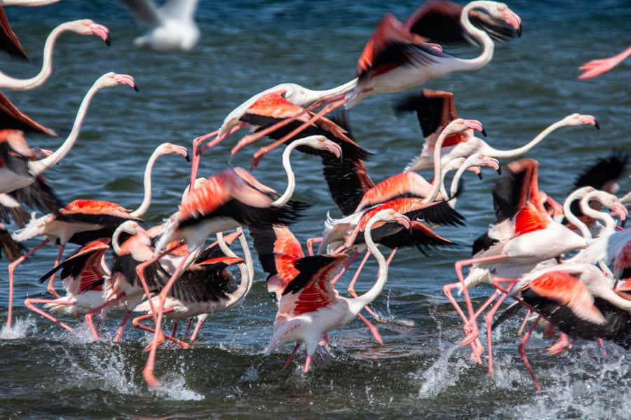 From Walvis Bay: Sandwich Harbour and Pelican Point Tour - Pelican Point and the Cape Fur Seal Colony