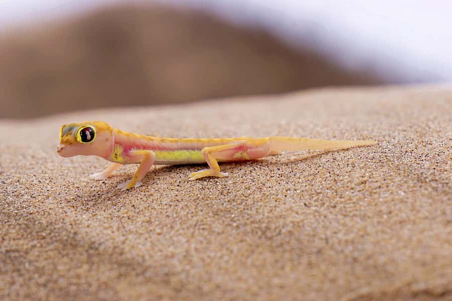 From Walvis Bay: Sandwich Harbour and Pelican Point Tour - The Nature-Dependent Side of the Tour
