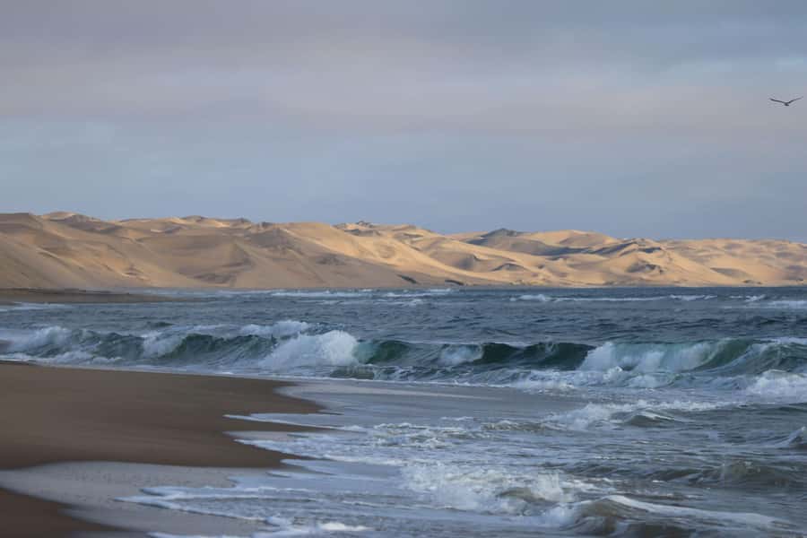 From Walvis Bay: Sandwich Harbour World Heritage Site - From lagoon to desert wildlife