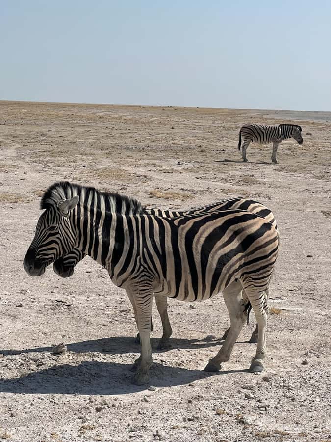 From Windhoek: 3-Day Etosha with Lodge Accommodation - Key points at a glance