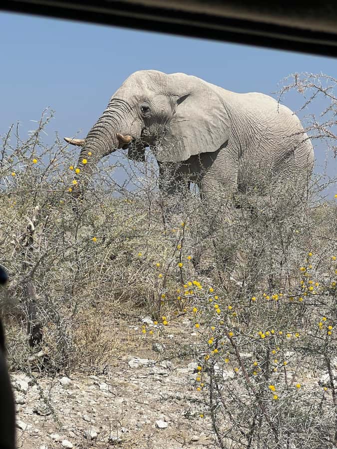 From Windhoek: 3-Day Etosha with Lodge Accommodation - Why this short Etosha safari works