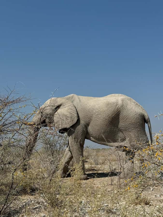 From Windhoek: 3-Day Etosha with Lodge Accommodation - Day 2: Six hours across eastern Etosha