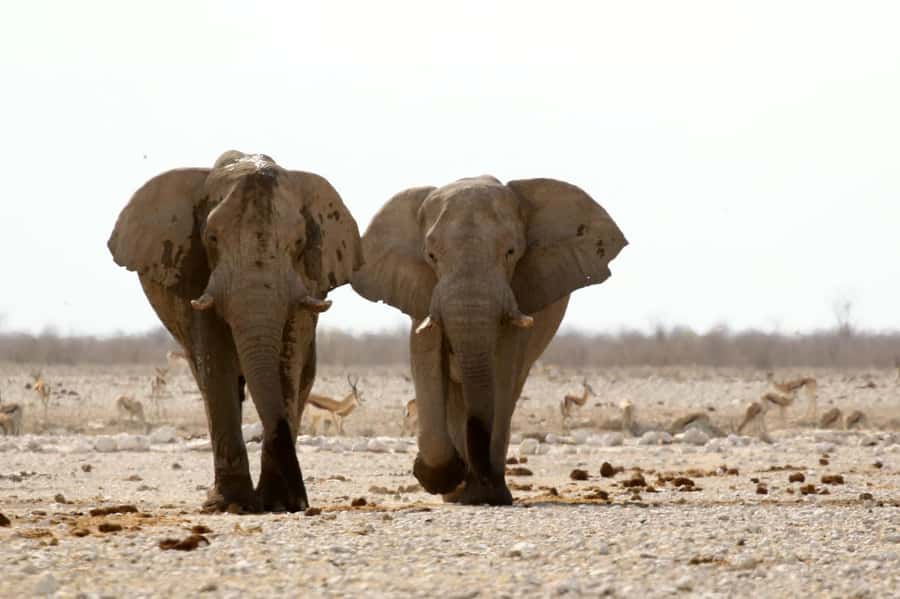 From Windhoek: 3-Day Etosha with Lodge Accommodation - Day 3: Returning through Okahandja