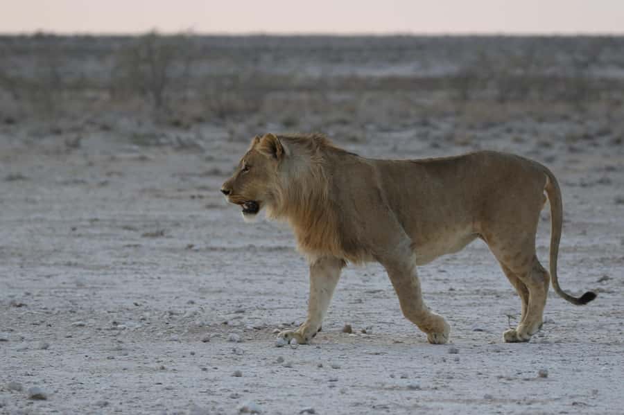 From Windhoek: 3-Day Etosha with Lodge Accommodation - The guide can shape the whole experience