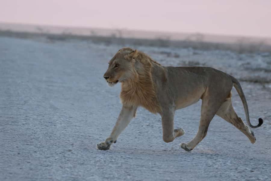 From Windhoek: 3-Day Etosha with Lodge Accommodation - Day 1: From Windhoek to Okaukuejo